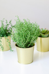 Three indoor plants in golden pots stand on the table.
