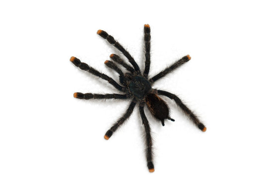 Pink toe tarantula on a white background