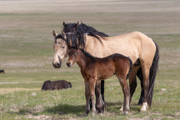 Fototapeta premium Wild Horse Mare and Foal in the Desert