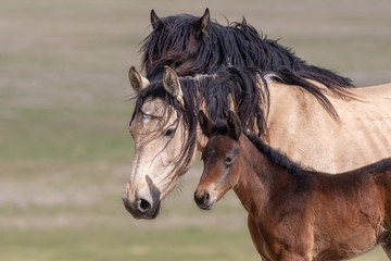Wild Horse Mare and Foal in the Desert