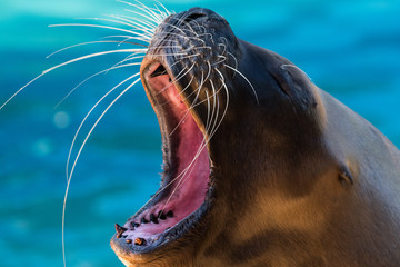A California sea lion (Zalophus californianus) shows its teeth with mouth wide opened during a hot...
