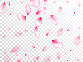 Spring blossom isolated petals flying