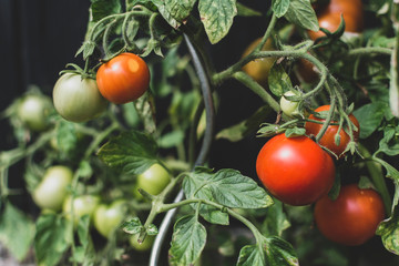 Photo of green and red tomatoes with green leaves