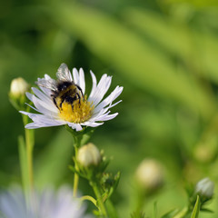 Bumblebee on a white daisy and on a blurred green background of grass. Close-up