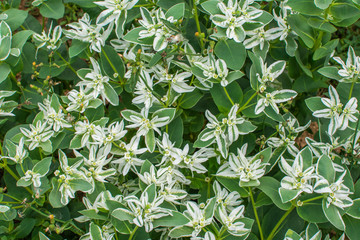 Flower with green leaves and white star-shaped flower