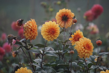 Yellow dahlias