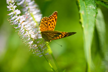 butterfly on flower, arethusan arethusa