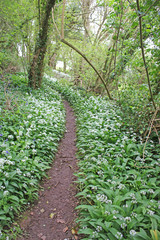 path through a wood in spring