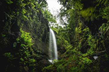 Forêt et cascade de Los Tilos (San Andres y Sauces), Île de La Palma Canaries