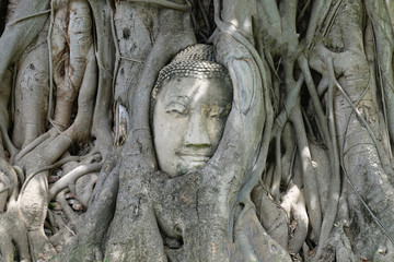 Sandstone Buddha's Head in The Tree Roots in Thailand