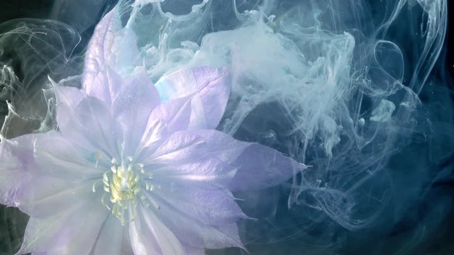 Blue blooming clematis close-up. Garden blooming liana.