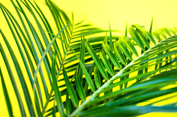 Tropical background with two palm branches and selective focus.