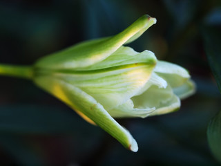 Floral background with white lily bud. close up