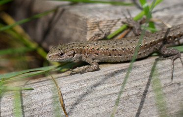 lizard grass summer nature wood green brown reptile 
