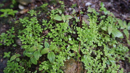 green moss on the ground
