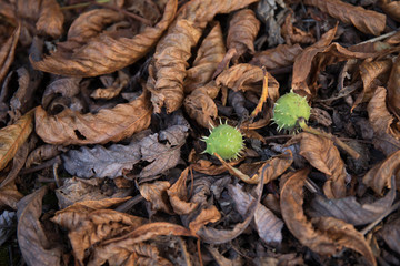 Dry leaves on ground. Gray and brown leaves cover surface of ground is beauty pattern background in forest.