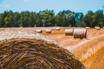 bale of straw in the field