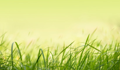 Gentle green grass in soft focus style for a summer background. Vintage soft gentle background, free space for text, pastel color tone.