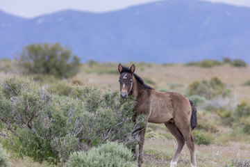 Cute Wild Horse Foal in the Utah Desert