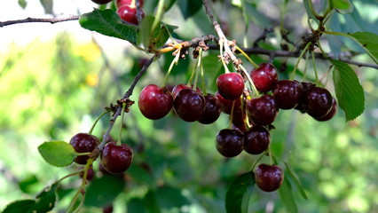 ripe cherry fruits on the branches