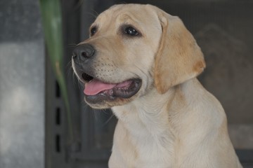 Labrador puppy fawn color indoors. Labrador puppy sitting on a granite tile on the background of the fireplace.