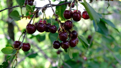 ripe cherry fruits on the branches