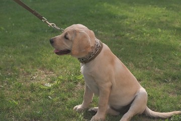 Labrador puppy fawn color indoors. Labrador puppy lies on a gray granite tile on the background of the fireplace.