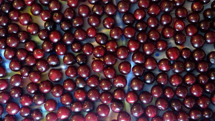 ripe cherry fruits on the branches