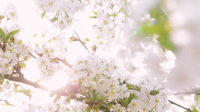 Beautiful spring sunny landscape. Closeup view of blooming branches of fruit tree growing outdoor in garden. Real time full hd video footage.
