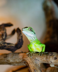 Chinese water dragon, in Latin physignathus cocincinus. Exotic animals in the artificial habitat. A cold blooded animal in the terrarium.