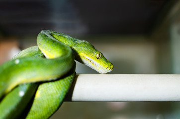 The green tree python (morelia viridis). Exotic animals in the artificial habitat. A cold blooded animal in the terrarium.
