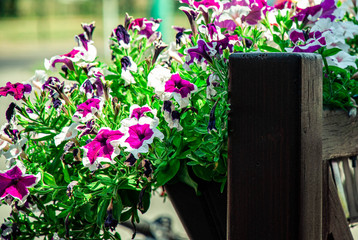 colorful flowers white and pink