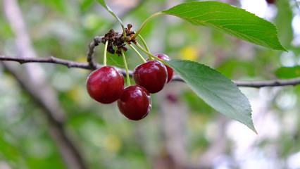 ripe cherry fruits on the branches