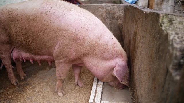 A sow is eating her food in a small pig pen while kicking her baby piglet behind her that is trying to get some milk. Bali, Indonesia.