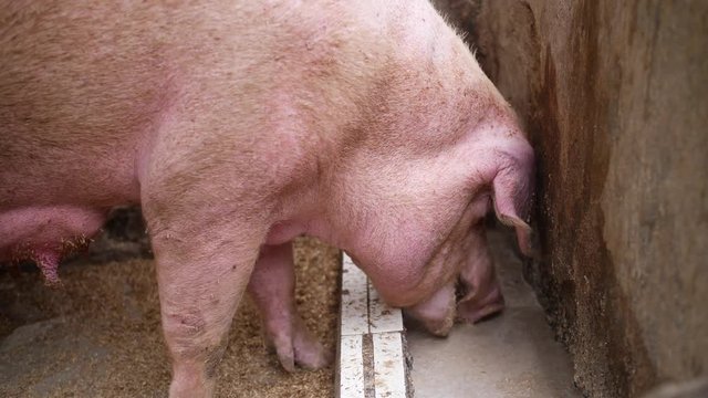 A big sow pig is eating her food in her small pig pen made of brick walls. Rural countryside of Bali, Indonesia.