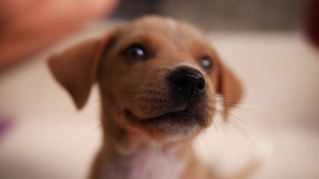 A small and cute, white and beige puppy is excited and curious of the camera and the owner behind it. Close up shot.