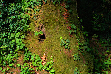 ivy on the tree,forest, nature, tree, green,summer, trees, leaves, wild,
