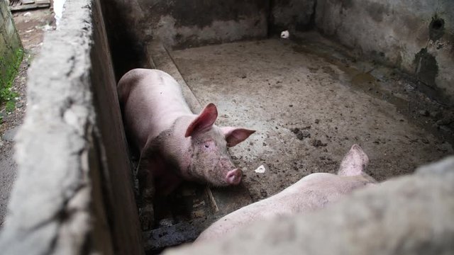 Two young pigs lying down peacefully and quietly in their pig pen. Bali, Indonesia.