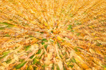 The movement of leaves in the autumn forest.