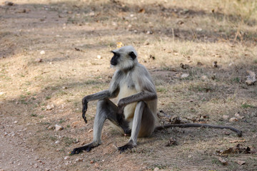 Langur monkey