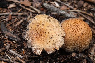 Blusher Mushrooms Growing in Springtime