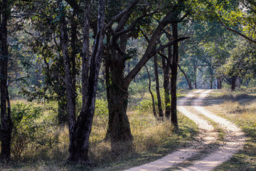 Forest trail