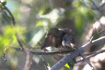 bird on a branch