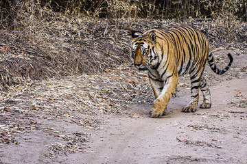 Fototapeta premium Bengal tiger on patrol