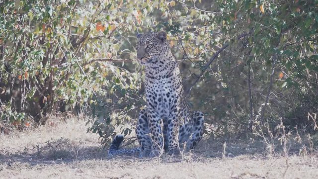 a female leopard sits in shade and looks around at masai mara national reserve in kenya, africa- 4K 60p