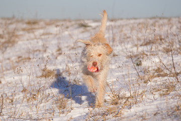 Hund im Schnee