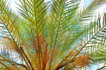 Palm leaves against the bright blue sky