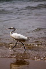 Egret cooling off in the sea