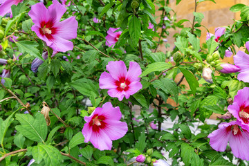 Bush with pinkish-purple flowers of hibiscus Syrian