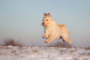 Hund im Schnee